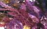 photo d'asparagopsis 